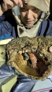 江戸前アナゴ！桜丸